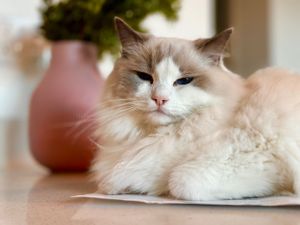 Mr. Winston is such a beautiful RagDoll cat and takes lovely update photos for his owners to update them on his care while I’m petsitting