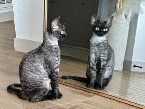 Miss Pepper the Devon Rex Kitten looking at herself in the mirror