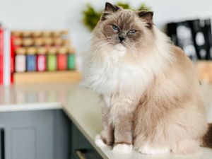 Mr. Teddy the ragdoll kitty is so photogenic for his portraits during petsitting to update his owners.