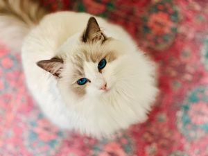 Mr. Winston the rag doll kitty is enjoying his time with Jean during his full time kitty sitting.