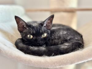 Miss Pepper the Devon Rex kitten is so cute and friendly and loves to curl up cozy on her perch In the Arcadia area of Phoenix.