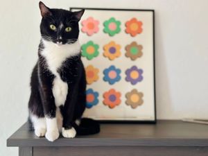 Miss Frankie the tuxedo cat looking very gorgeous posing for her portrait In the Arcadia area of Phoenix.