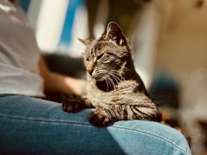 Mr. Hatch and Jean enjoying a lap sit during his kitty visit.