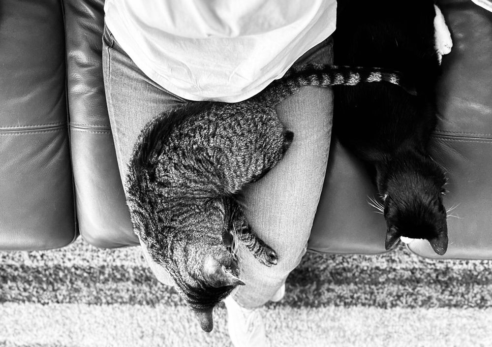 Mr. Hatch, the tabby kitty, and Mr. Hugo the tuxedo kitty both enjoy some lap snuggle time with Jean the PAWParazzi petsitter!