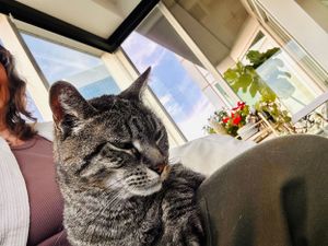 Mr. Hatch the tabby kitty enjoying his daily lap sits with jean during his petsitting