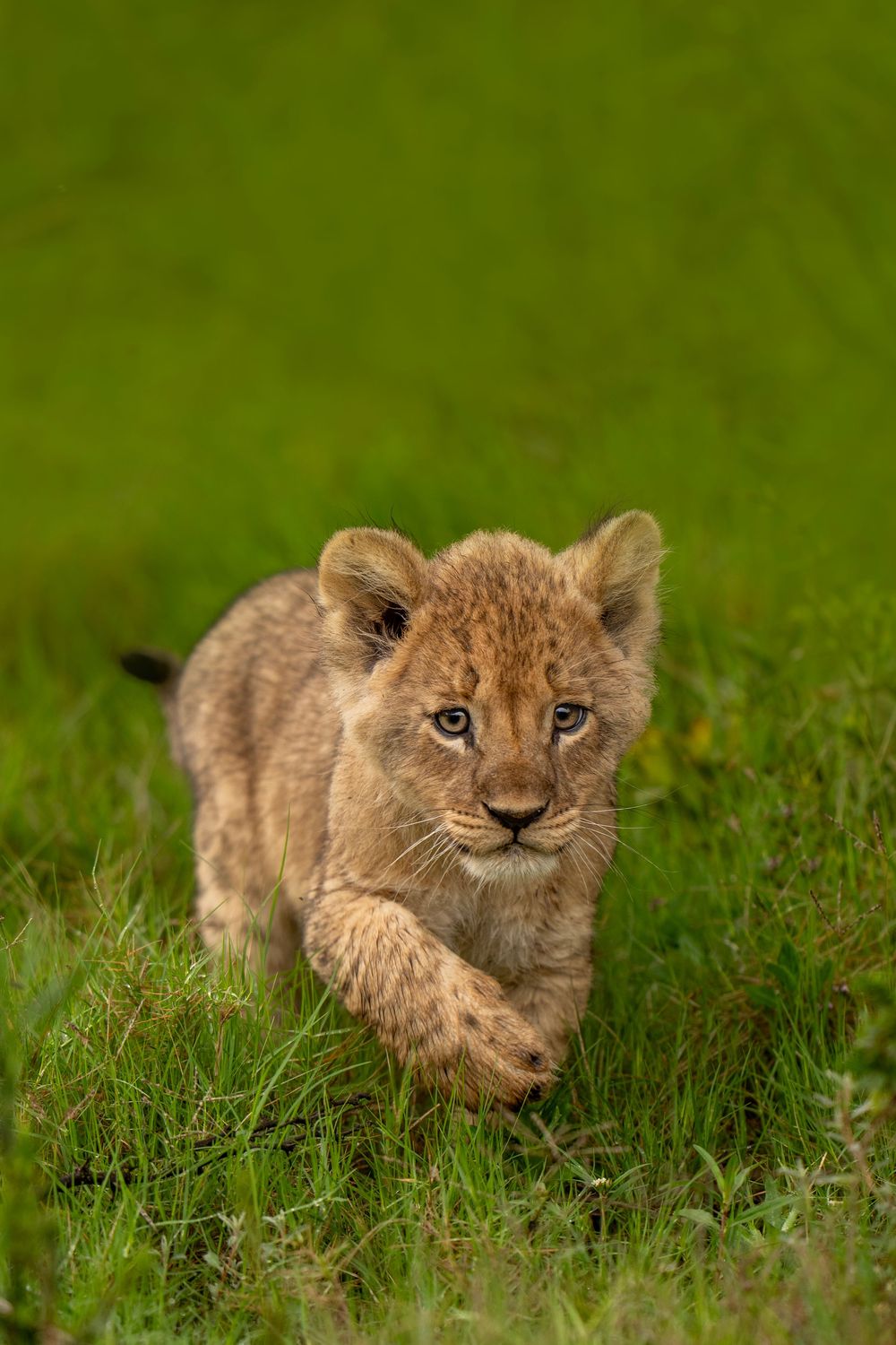 Three adorable lion cubs peek through tall green grass while playing in their natural habitat.