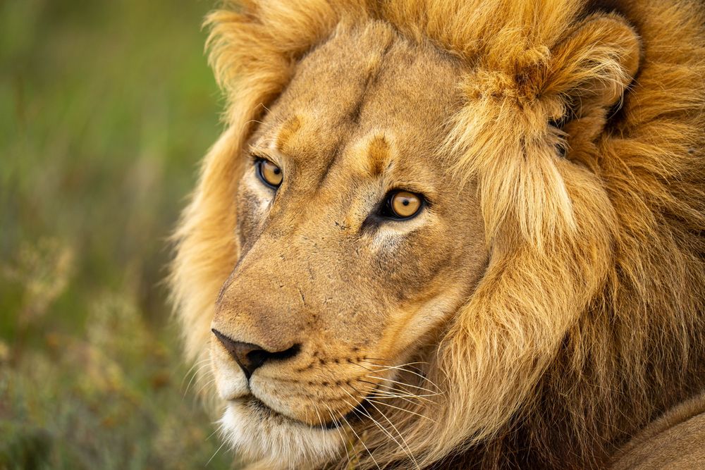 A majestic male lion with golden mane and piercing eyes stares intently at camera in natural outdoor setting.