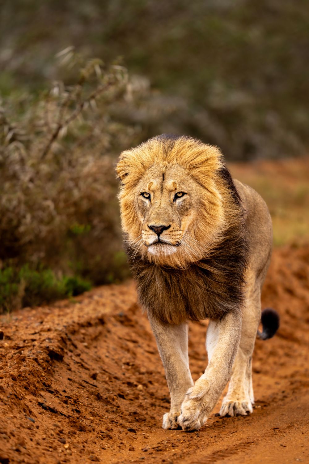 A majestic male lion with golden mane walking confidently across brown dirt terrain in dynamic motion sequence.