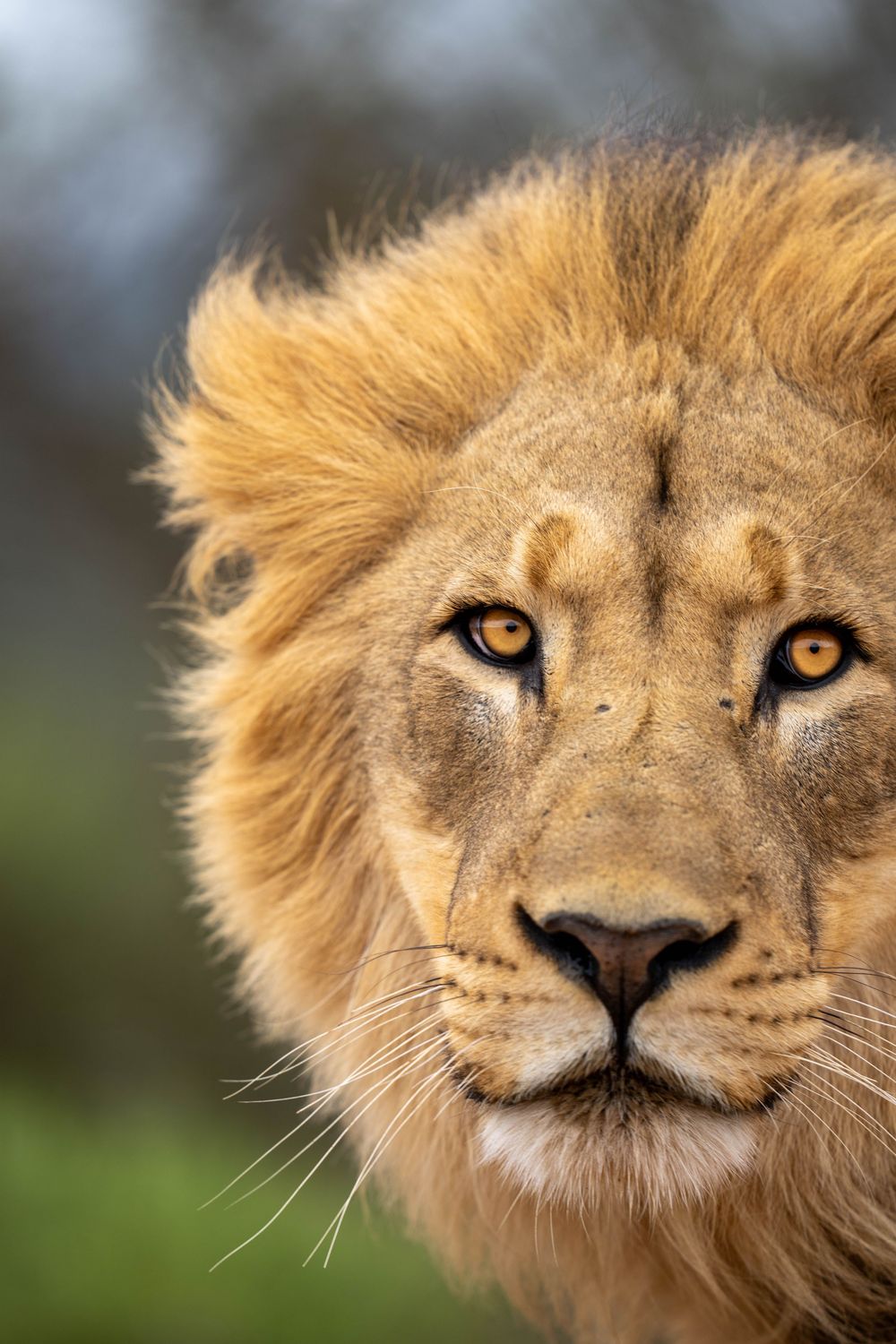 Close-up portraits of a majestic male lion with golden mane showing different facial expressions and angles.