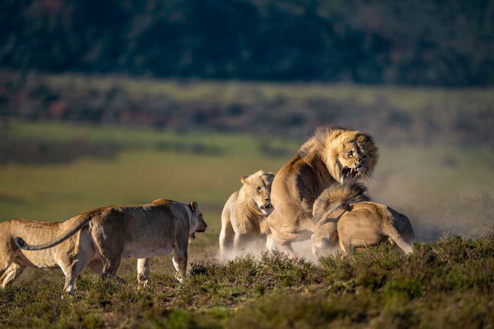 A pride of lions resting and hunting in a golden grassy savanna landscape at sunset.