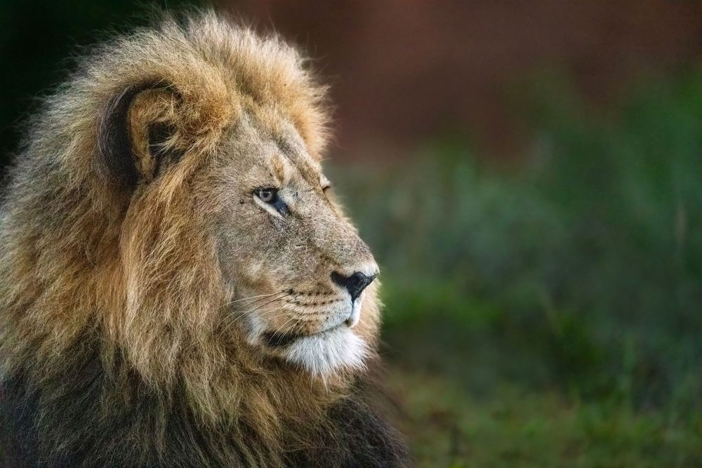 A majestic male lion with golden mane gazes thoughtfully into the distance against a blurred green background.