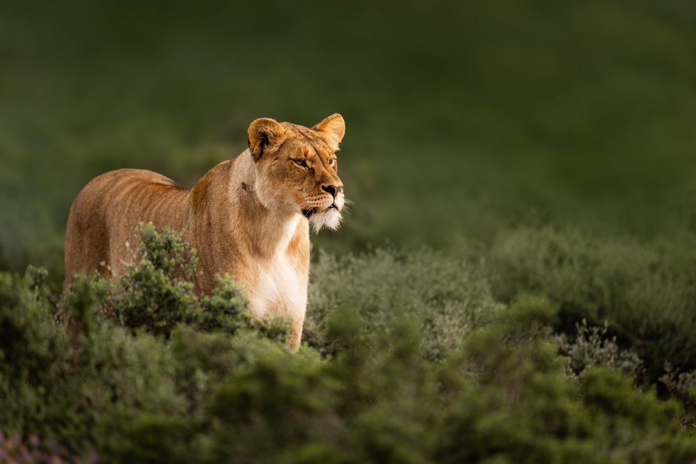 A group of lions resting and lounging in the grassy savanna landscape under natural lighting.