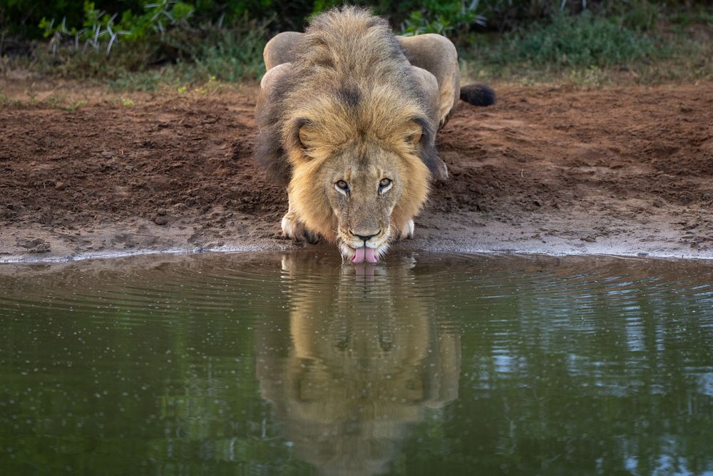 Seven lions drink water from a pond in sequence, showing their reflection in the calm surface as they quench their thirst.