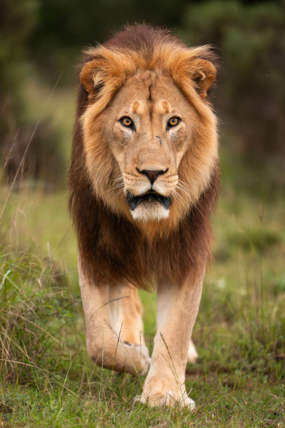 Male lion walking through grassy savanna showing power and majesty with his full mane and muscular build.