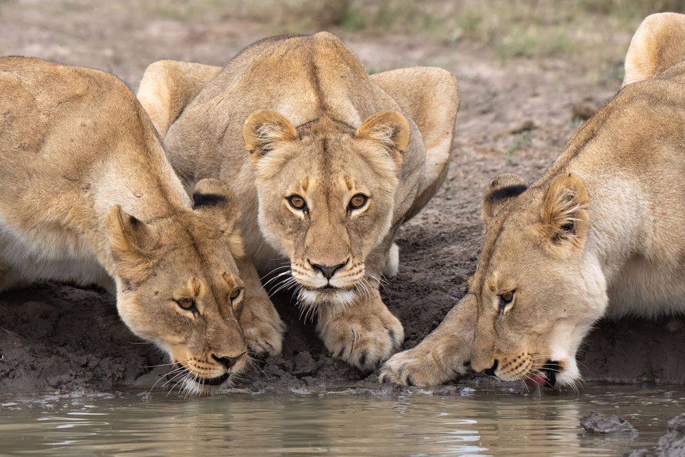 Three lionesses drink together from the waterside in an African savanna setting.