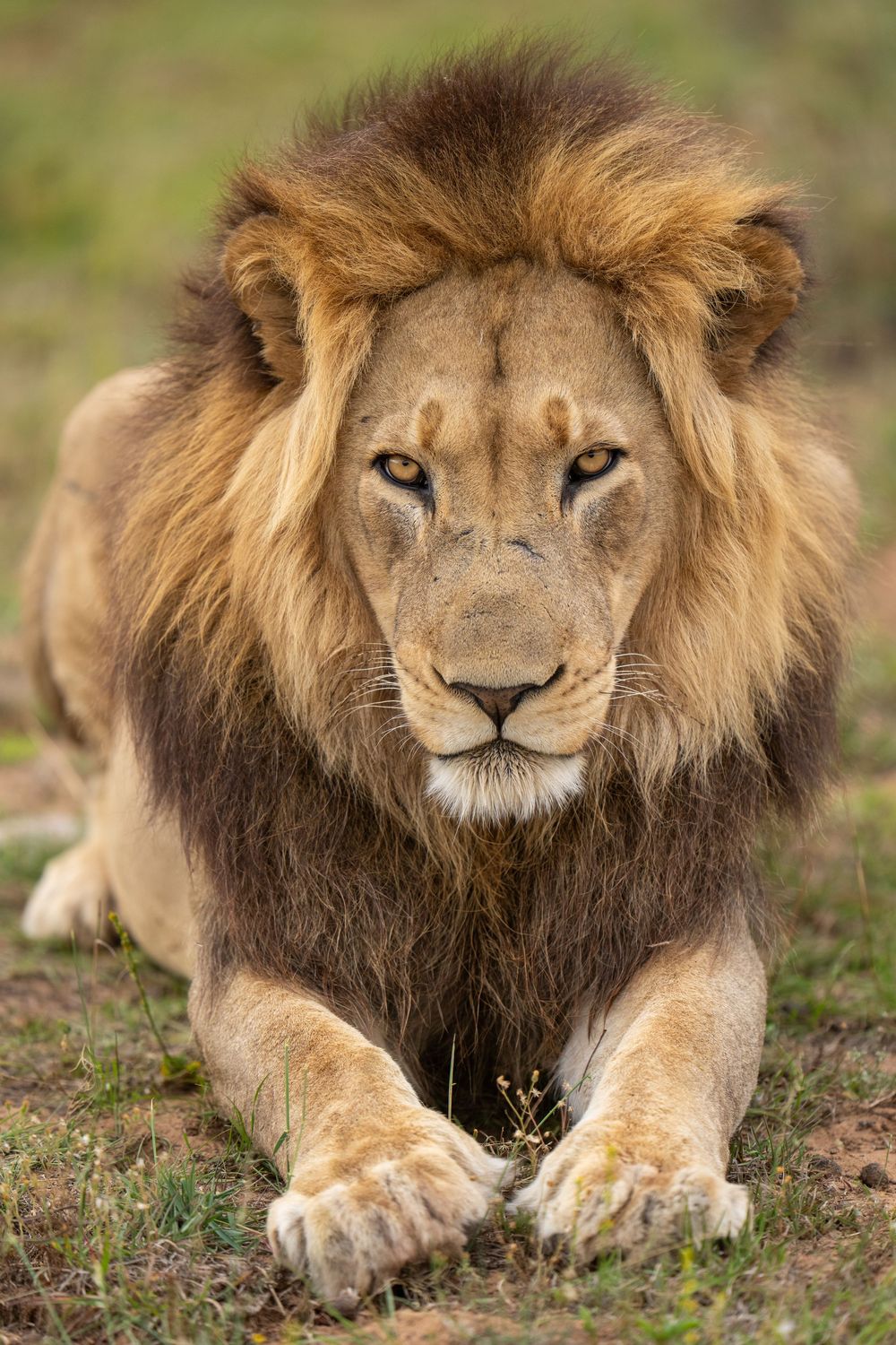 A majestic male lion with golden mane rests in the grass while displaying different facial expressions in a photo series.