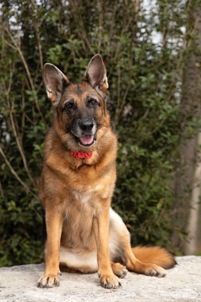 A happy German Shepherd dog with a red collar sits on a rock in front of green foliage, ears perked up and alert.