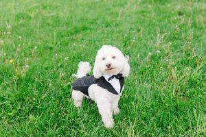A small white fluffy dog wearing a black bow tie stands in lush green grass looking dapper and adorable.