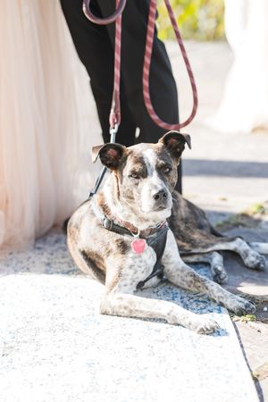 A spotted dog lies on a concrete surface while being held by a pink leash in sunlight.