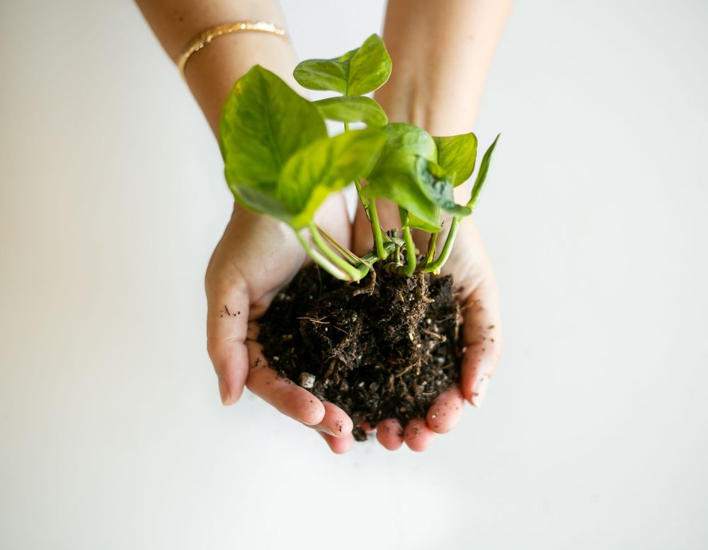 Jade and Co hands holding plant branding photography for local tacoma plant shop