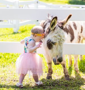A small child in a pink tutu dress pets a miniature donkey through a white fence on a sunny day.