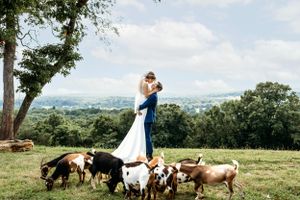 Wedding couple poses with horses in a scenic outdoor field setting with rolling hills in the background. Middle TN wedding photographer.