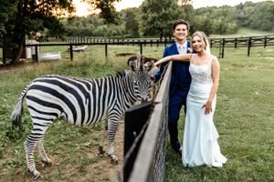 Wedding couple interacts with zebras in an outdoor safari-style photoshoot. Middle TN wedding photographer.