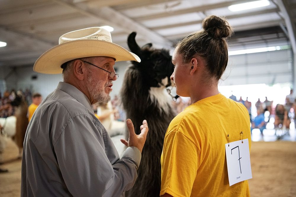 Judges in cowboy hats examine livestock at an indoor agricultural show or competition.