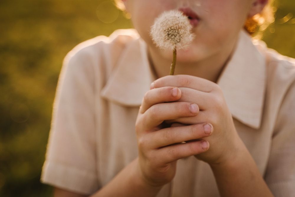 Child blowing dandelion seeds, holding white fluffy dandelion clock in both hands outdoors in golden light.