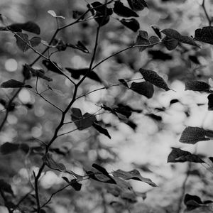Black and white macro photo of delicate tree branches with leaves against a blurred bokeh background.