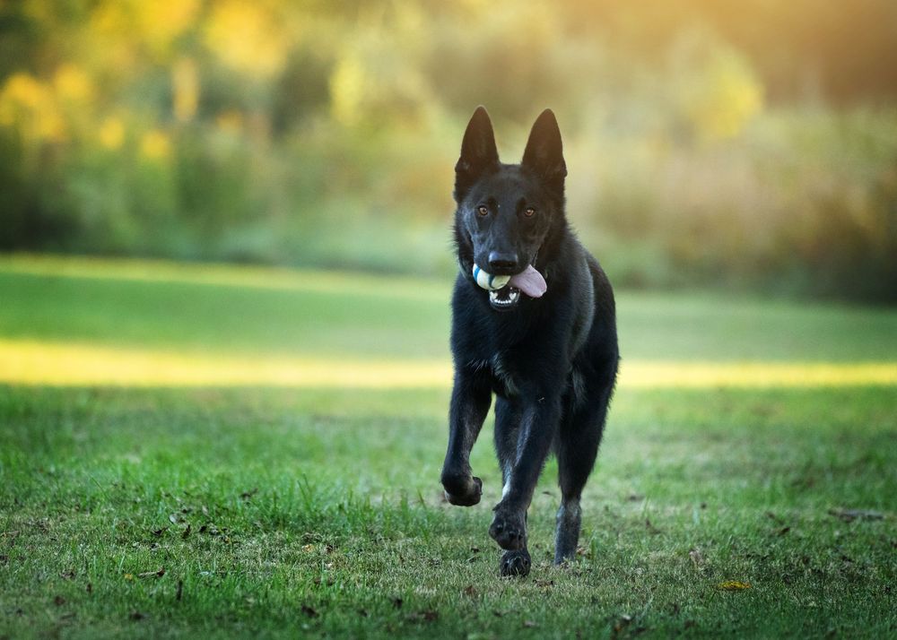 animal in action photography detroit