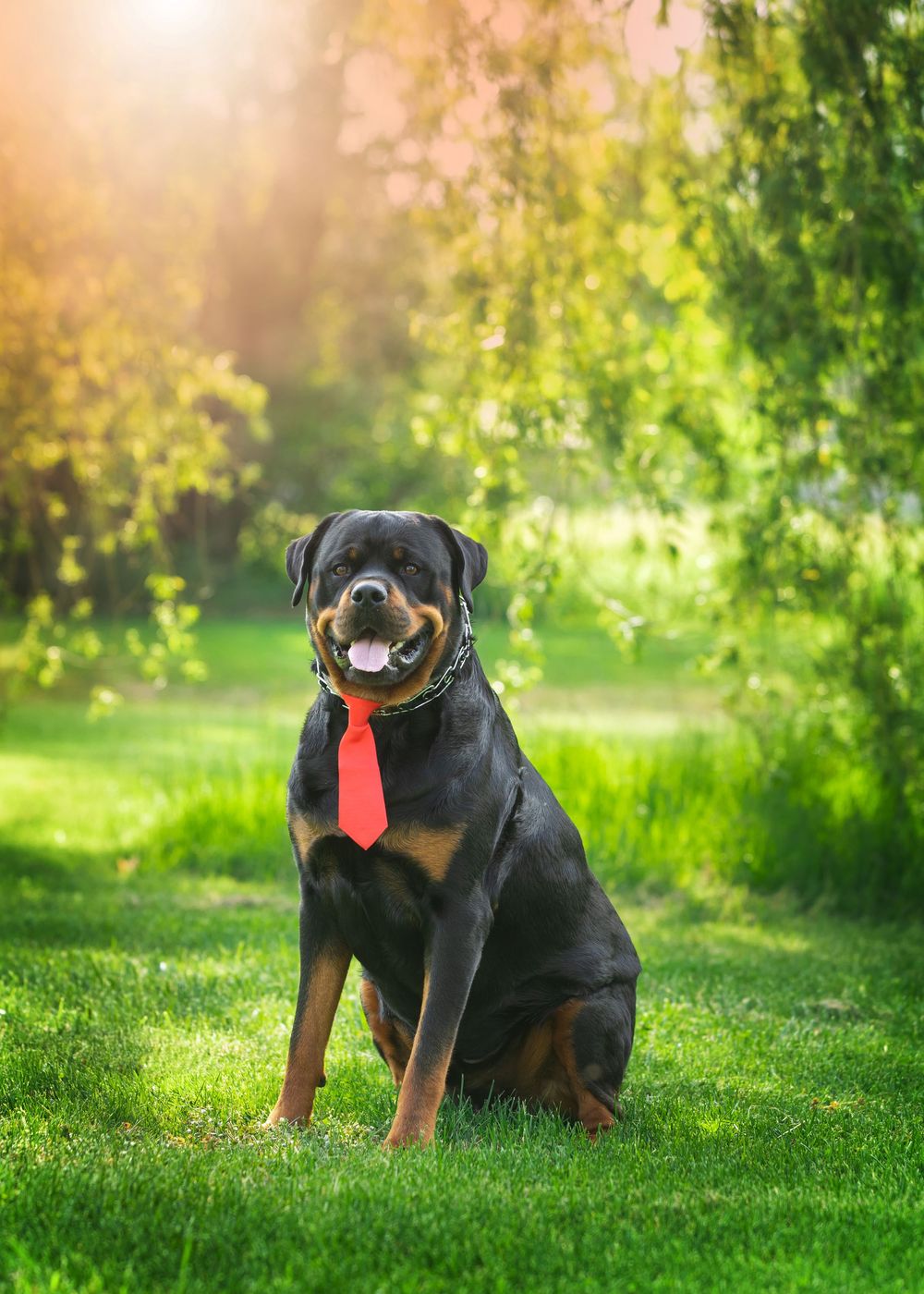 dog photography huron township