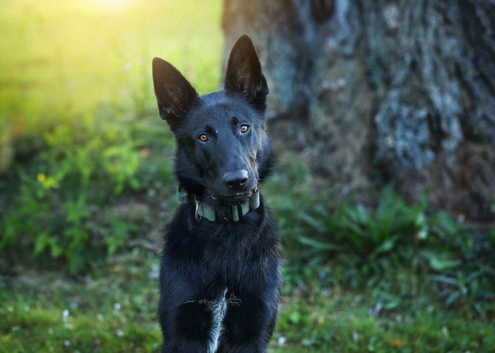 dog photography metro detroit
