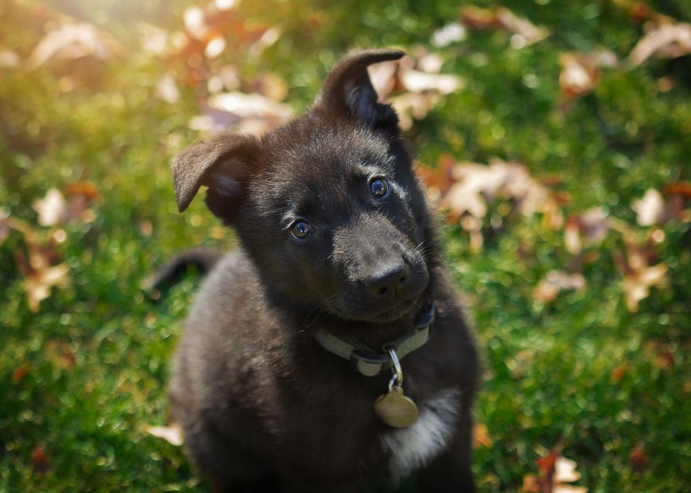 pet photography dearborn mi