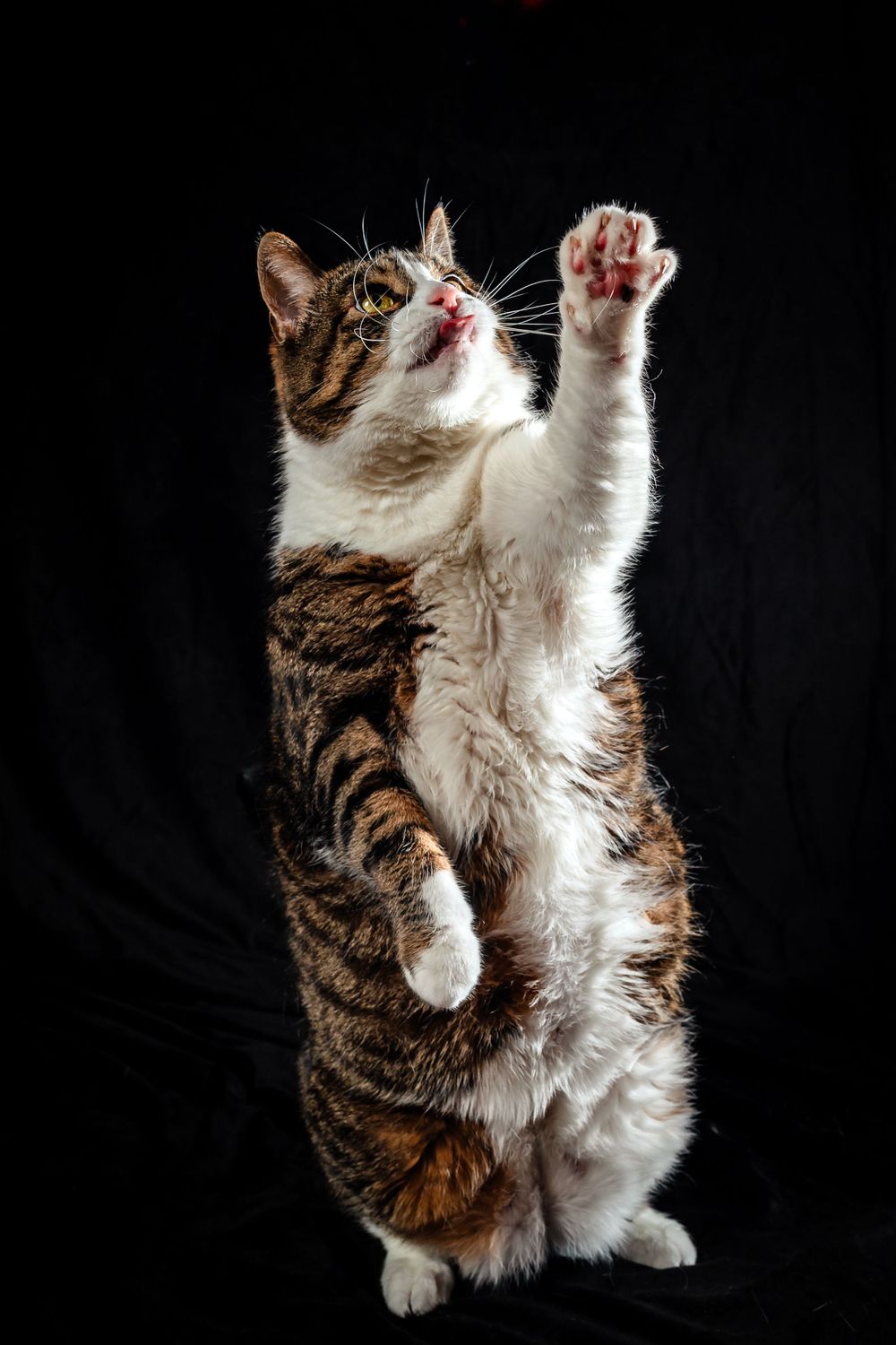 A playful tabby and white cat standing on hind legs against black background.