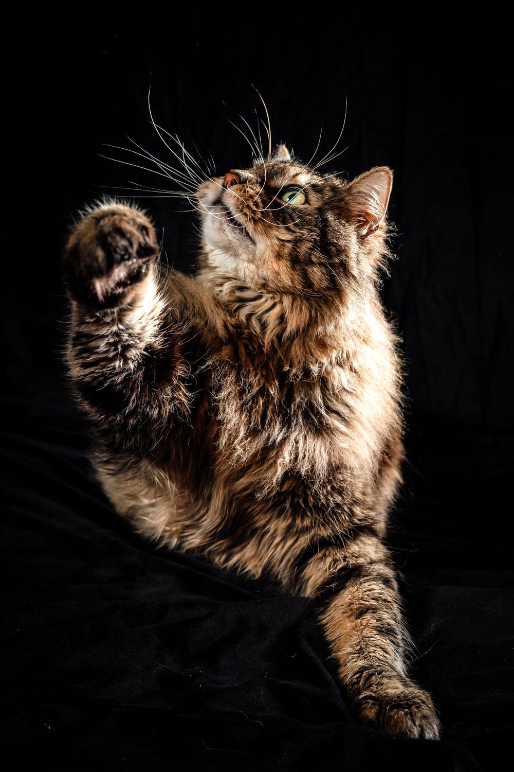 A majestic long-haired tabby cat poses dramatically against a black background.
