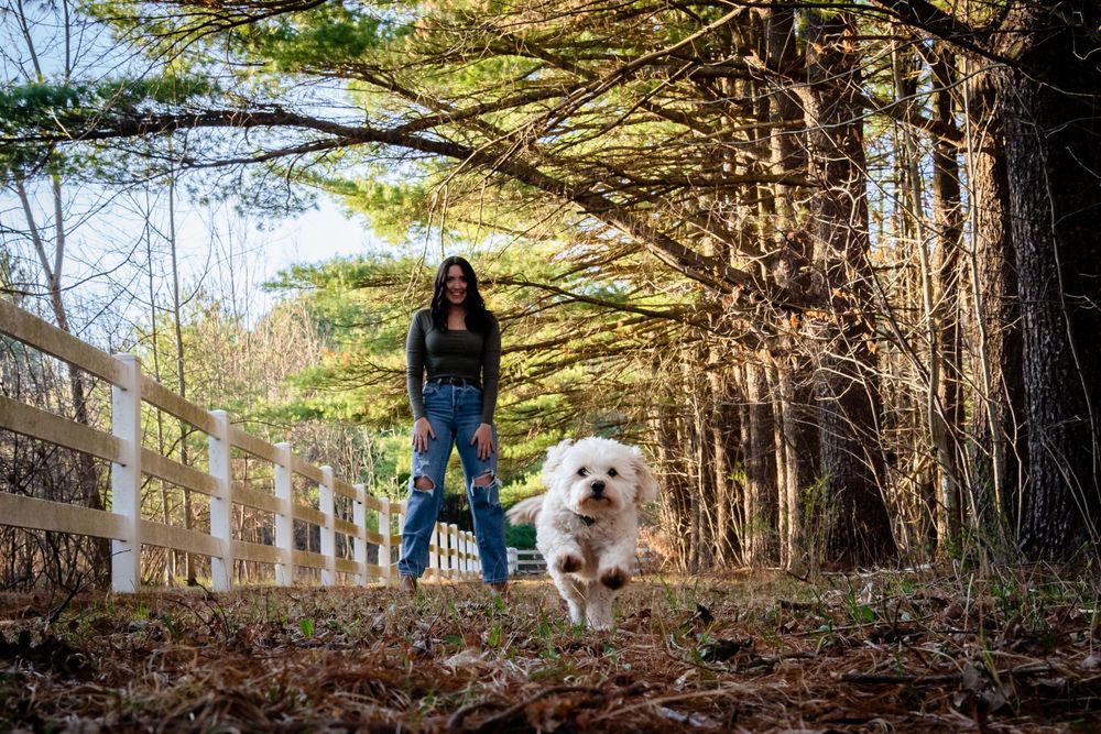 A white fluffy dog walks along a tree-lined path with a wooden fence.