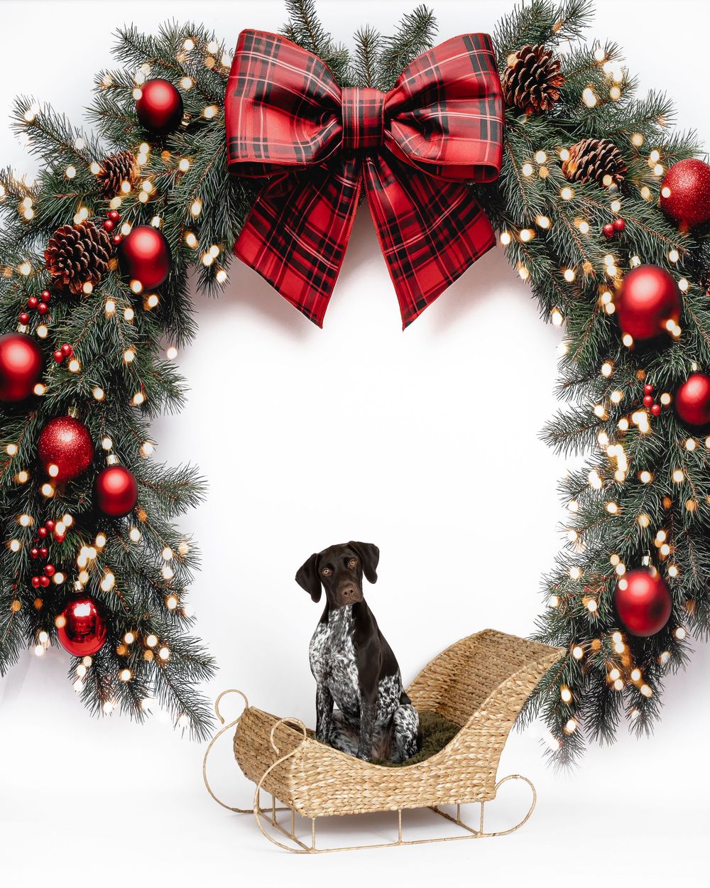 A spotted dog sits in a wicker sleigh inside a festive Christmas wreath with red ornaments and plaid bow.