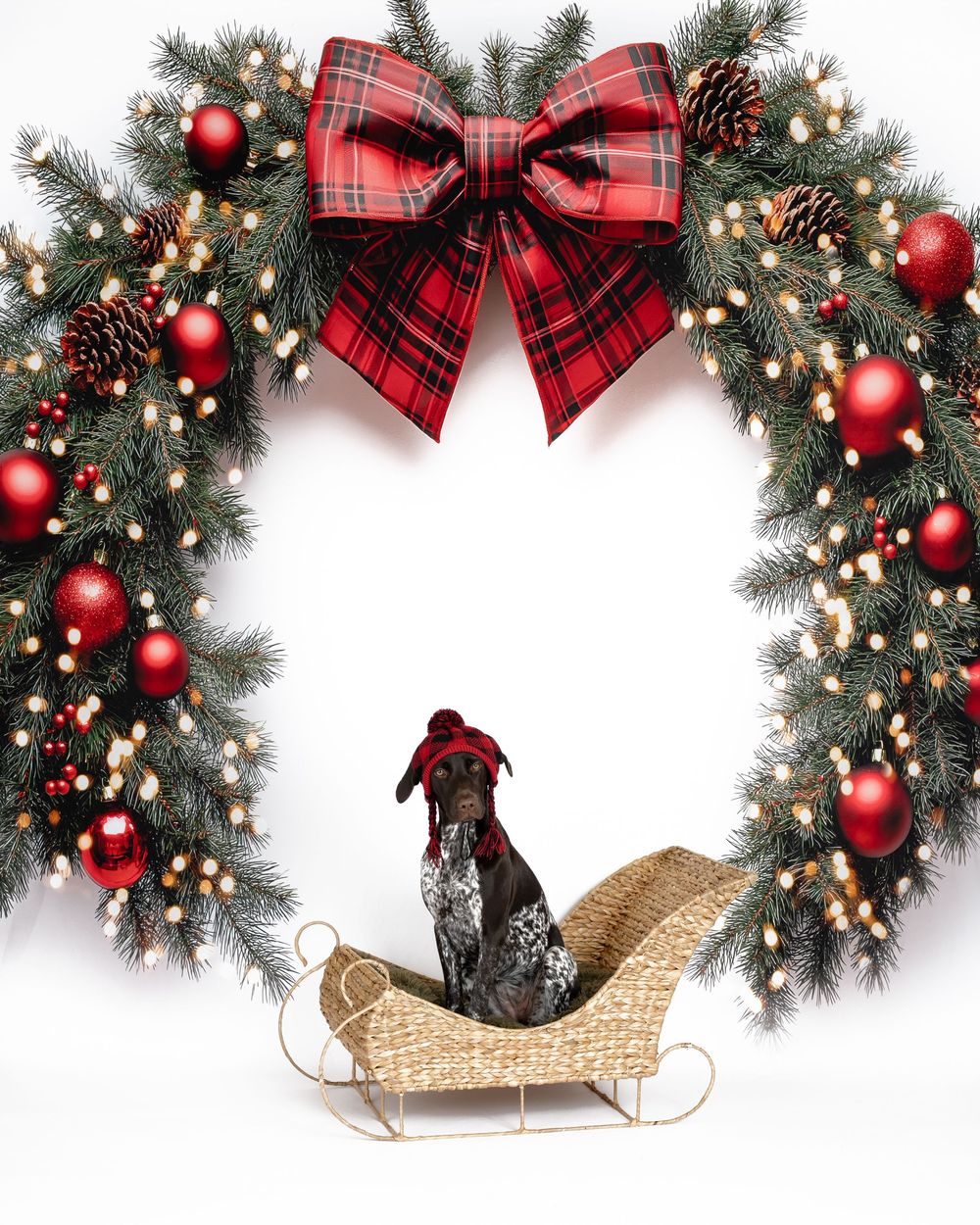 An adorable dog wearing a red hat sits in a wicker sleigh framed by a decorated Christmas wreath.