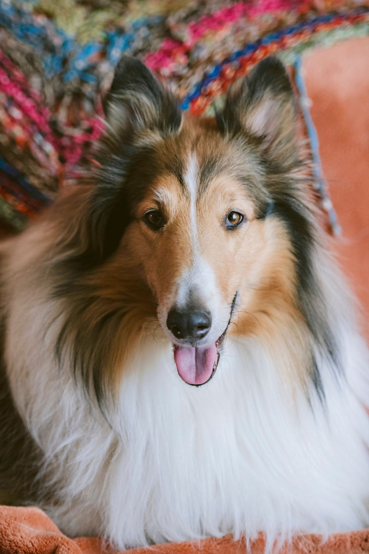 female sable rough collie looking at camera