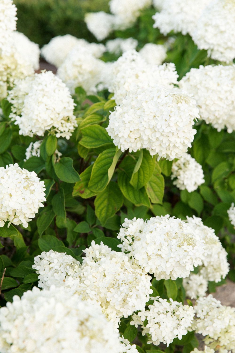 Lush white hydrangea blooms with green foliage in a garden setting.