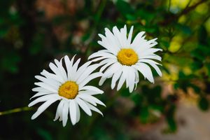 Two white daisy flowers with yellow centers blooming against a lush green garden background.