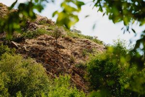 Rocky hillside with lush green trees and shrubs framed by leafy branches against a bright sky.