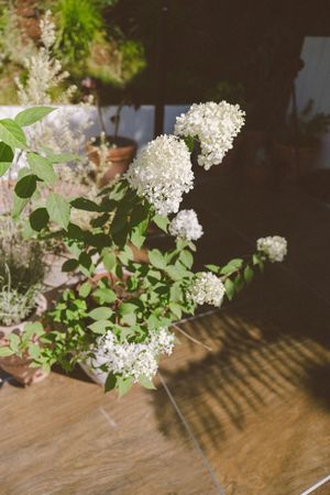 White hydrangea blooms on green stems in a white pot, bathed in warm sunlight on a wooden surface.