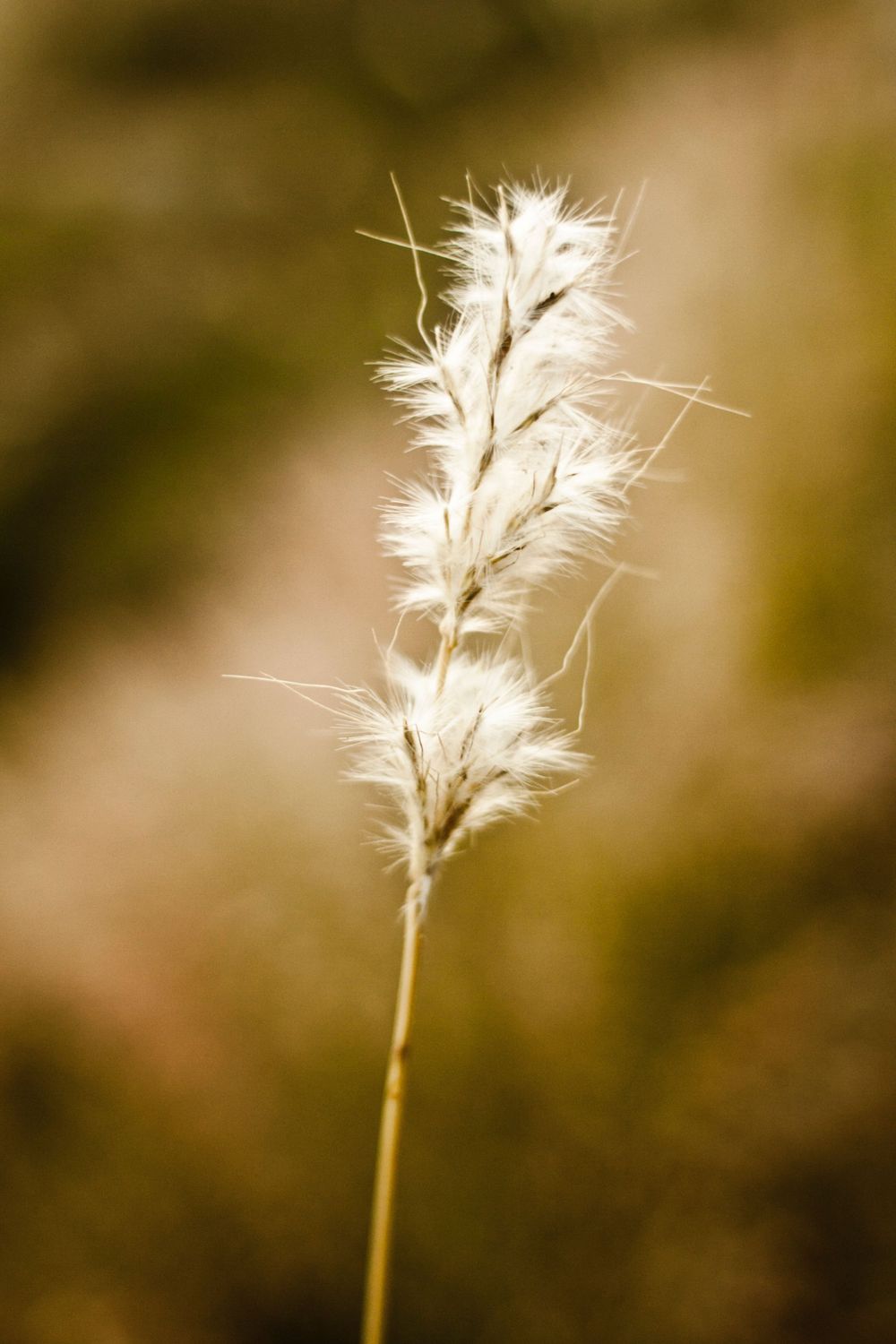 Close-up of a delicate white feathery grass seed head in soft focus.