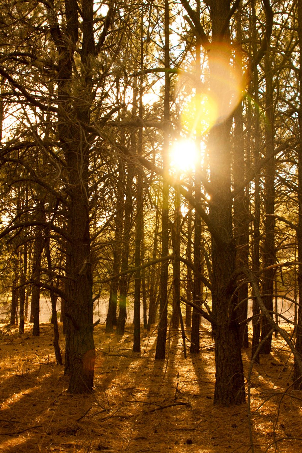 La Sierra Tarahumara, Chihuahua, México. Sunlight streams through tall pine trees creating dramatic golden rays in a forest.