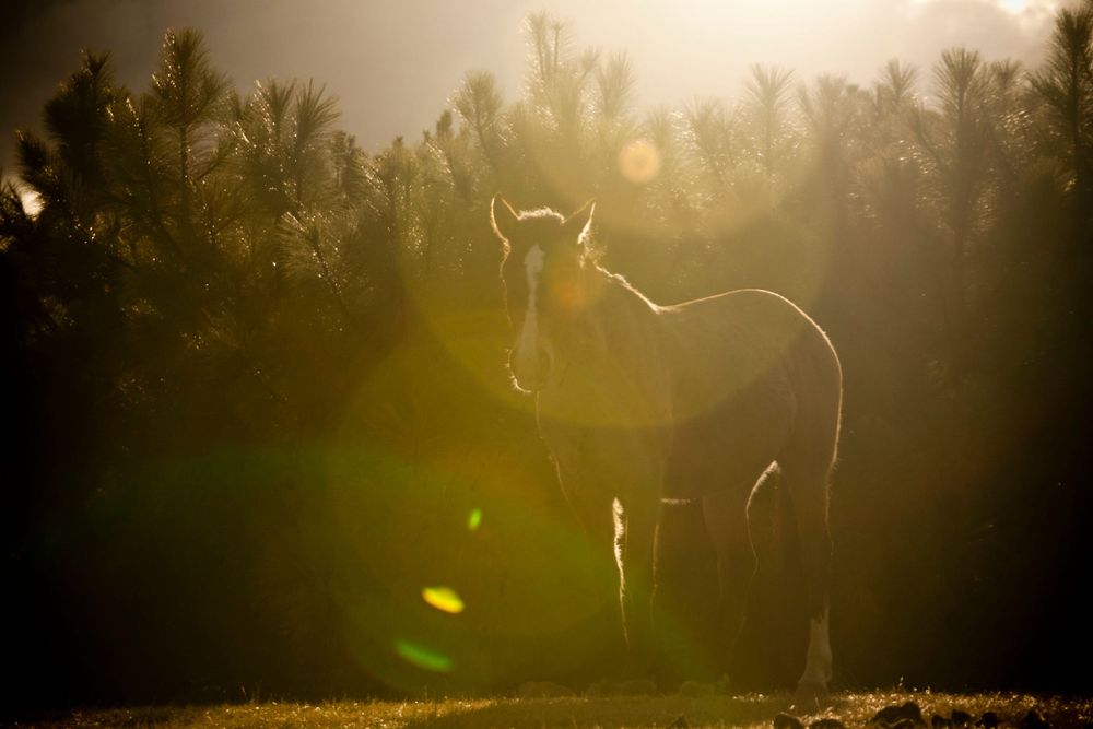 La Sierra Tarahumara, Chihuahua, México.Silhouette of a horse in a forest backlit by golden sunset light.