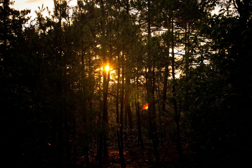 La Sierra Tarahumara, Chihuahua, México.Sun bursting through dark forest trees at sunset creating dramatic silhouettes.
