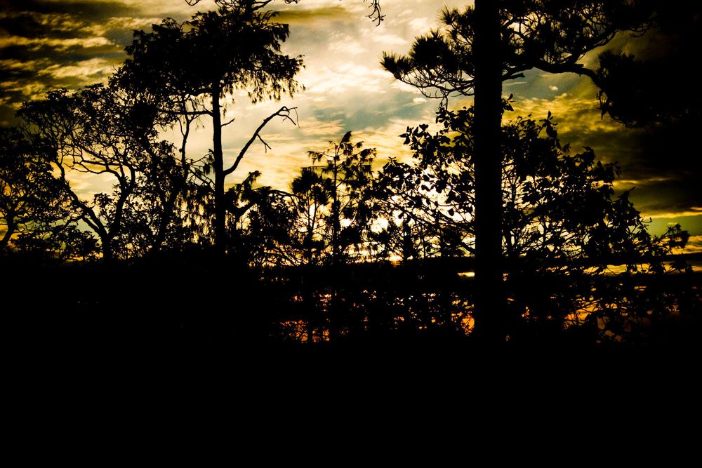 La Sierra Tarahumara, Chihuahua, México. Dramatic sunset silhouetting trees against a golden and dark cloudy sky.