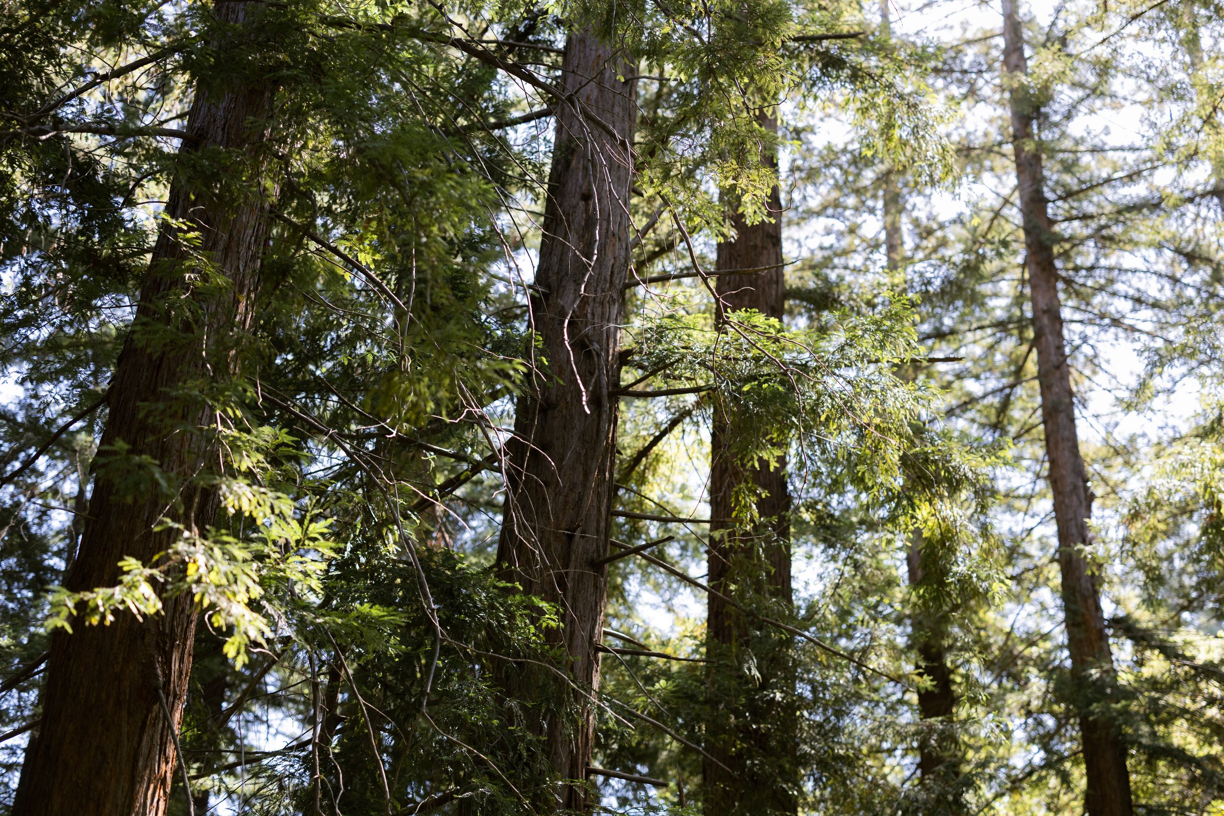 Los Altos family photographer lifestyle session in redwoods